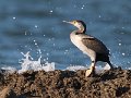 Young Spotted Shag-12